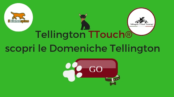 Tellington TTouch domeniche