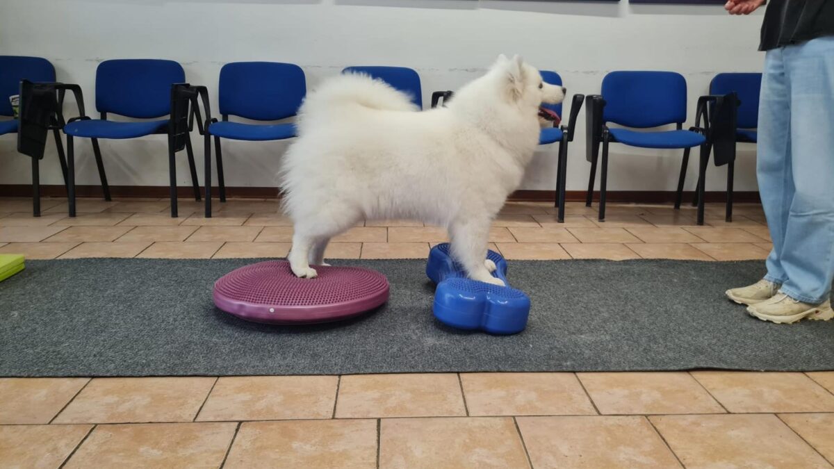 alma k9