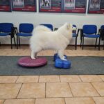alma k9